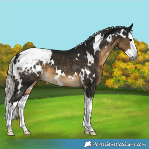 Horse Color:Gray White Spotted Silver Smoky Black Splash Appaloosa