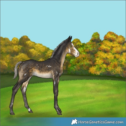 Horse Color:White Spotted Silver Buckskin Splash 