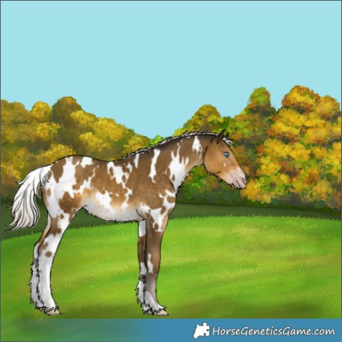 Horse Color:Gray White Spotted Silver Sable Cream Champagne 