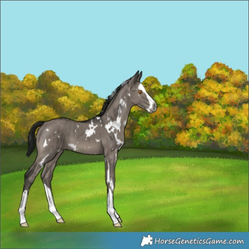Horse Color:Gray White Spotted Grullo Splash Brindle