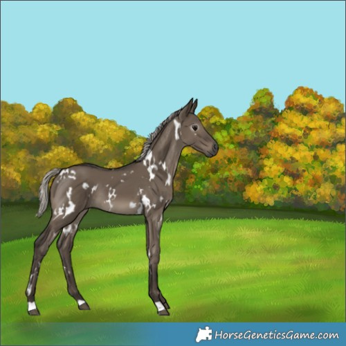 Horse Color:Gray White Spotted Silver Grullo 