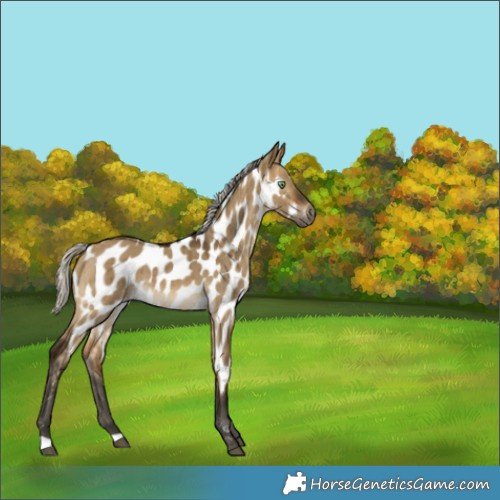 Horse Color:Gray Silver Buckskin Dun Appaloosa Brindle 