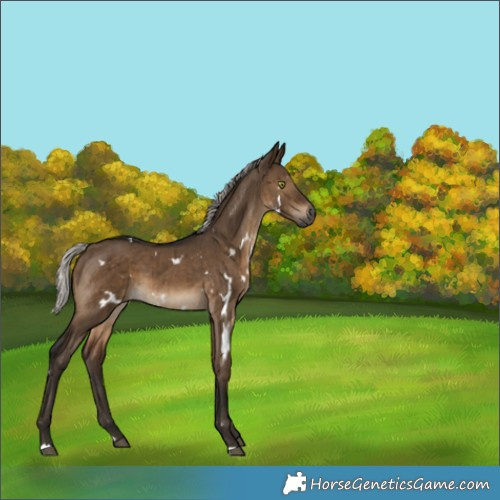 Horse Color:Gray White Spotted Silver Brown Dun Brindle 