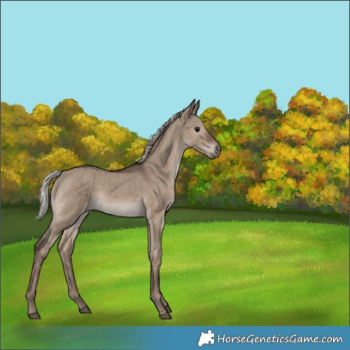 Horse Color:Silver Grullo Brindle 