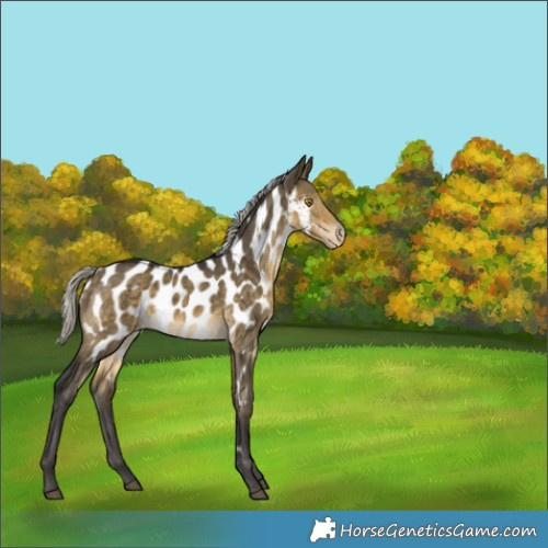 Horse Color:Silver Buckskin Dun Appaloosa Brindle