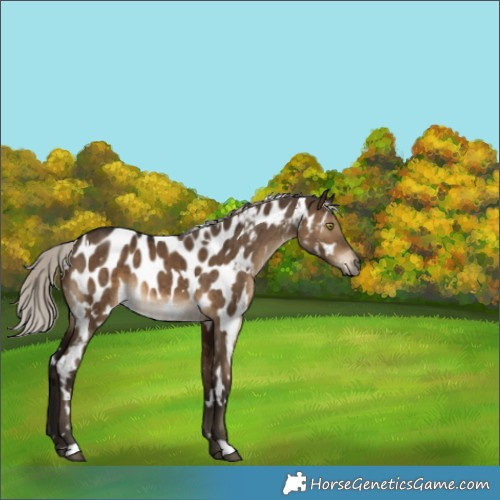 Horse Color:Gray White Spotted Silver Brown Dun Appaloosa Brindle 