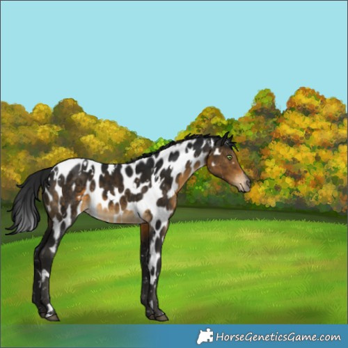 Horse Color:Gray White Spotted Buckskin Appaloosa