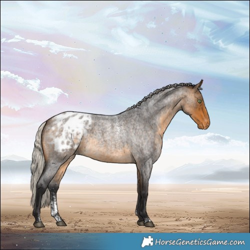 Horse Color:Powder White Silver Buckskin Roan Appaloosa 