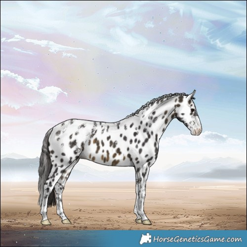 Horse Color:Powder White Buckskin Appaloosa 