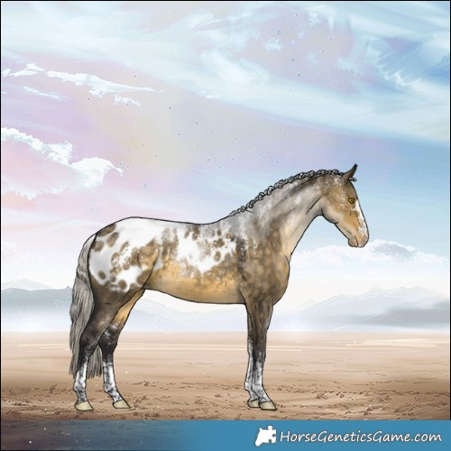 Horse Color:Powder White Silver Buckskin Dun Appaloosa