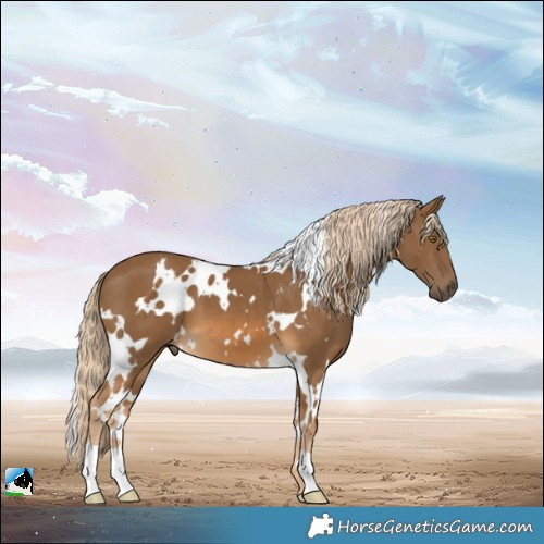 Horse Color:White Spotted Chocolate Palomino 