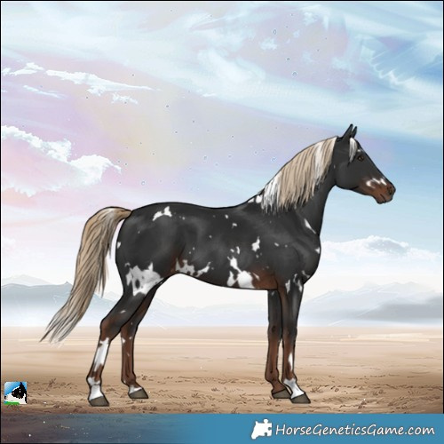 Horse Color:White Spotted Liver Chestnut