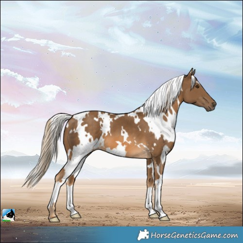 Horse Color:White Spotted Chocolate Palomino
