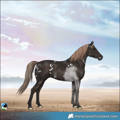 Horse Color:White Spotted Liver Chestnut 