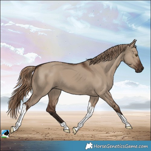 Horse Color:Liver Red Dun Tobiano