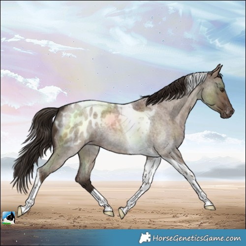 Horse Color:Liver Red Dun Roan Tobiano Blanket