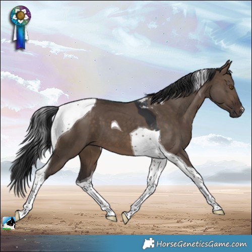Horse Color:Brown Dun Tobiano 