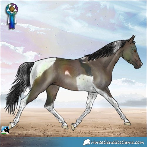Horse Color:Brown Dun Tobiano 
