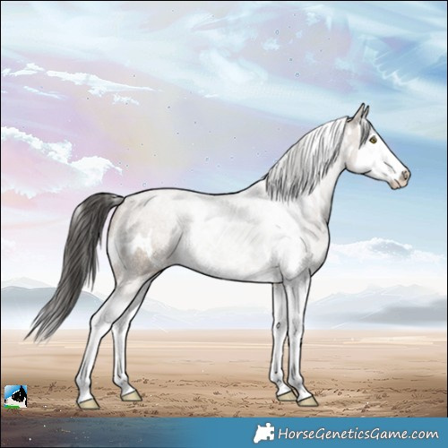 Horse Color:White Spotted Liver Red Dun Splash Appaloosa 