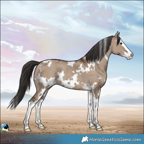 Horse Color:White Spotted Liver Red Dun Splash Appaloosa 
