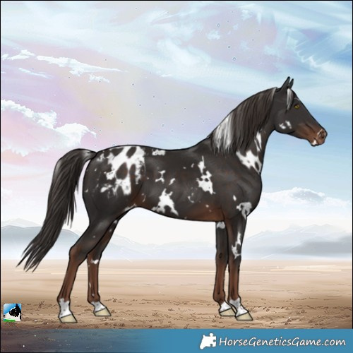 Horse Color:White Spotted Liver Chestnut Appaloosa 