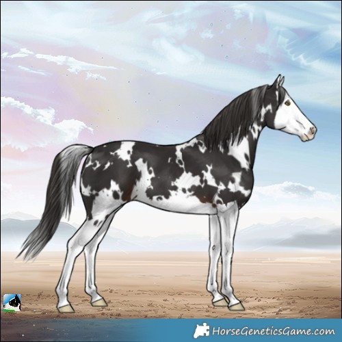Horse Color:White Spotted Liver Chestnut Splash 