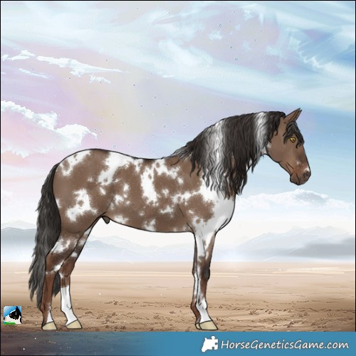 Horse Color:White Spotted Liver Red Dun 