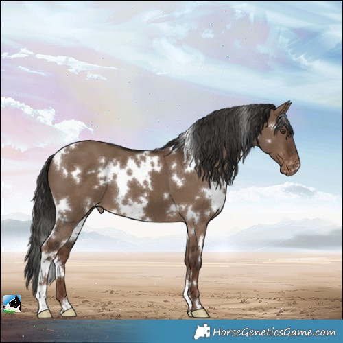 Horse Color:White Spotted Liver Red Dun Appaloosa 