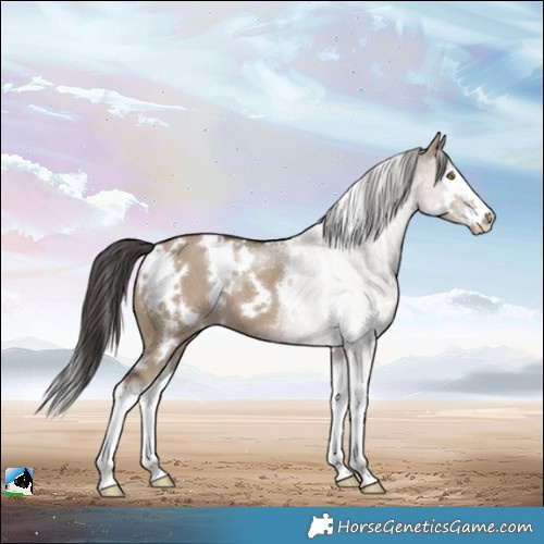 Horse Color:White Spotted Liver Red Dun Splash Appaloosa 