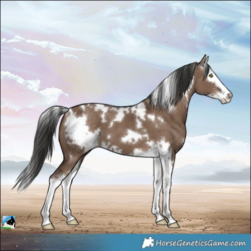 Horse Color:White Spotted Liver Red Dun Splash 