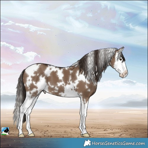 Horse Color:White Spotted Liver Red Dun Splash Appaloosa