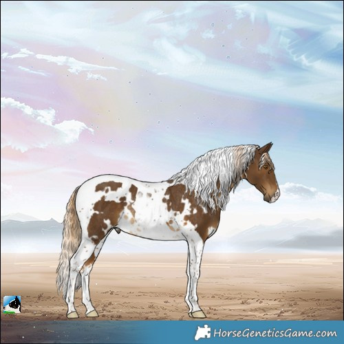 Horse Color:White Spotted Chocolate Palomino Tobiano Rabicano 