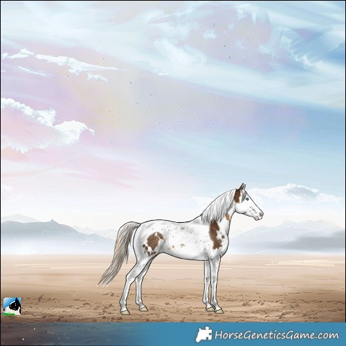 Horse Color:White Spotted Chocolate Palomino Splash Tobiano Rabicano 