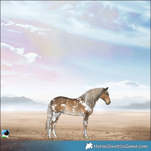 Horse Color:White Spotted Chocolate Palomino Rabicano