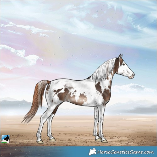 Horse Color:White Spotted Liver Chestnut Splash Tobiano Rabicano