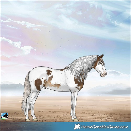 Horse Color:White Spotted Chocolate Palomino Splash Tobiano Rabicano 
