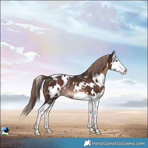 Horse Color:White Spotted Liver Chestnut Splash Rabicano