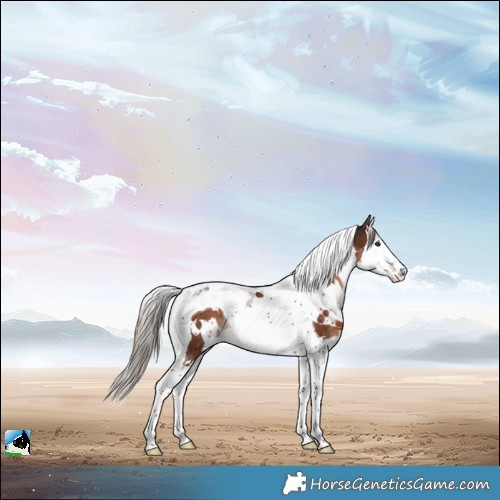 Horse Color:White Spotted Liver Chestnut Splash Tobiano Rabicano 