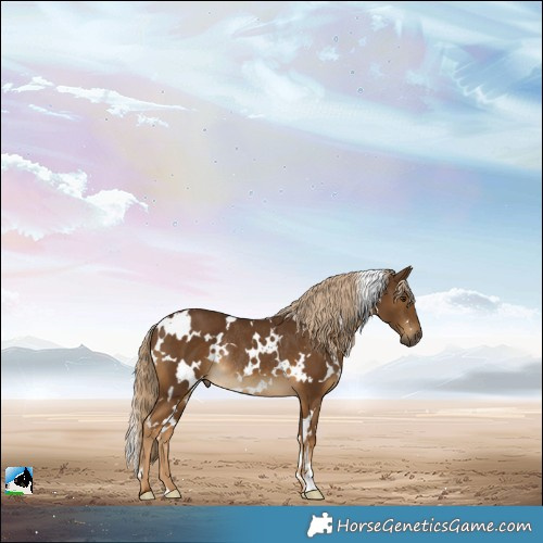 Horse Color:White Spotted Chocolate Palomino Rabicano 