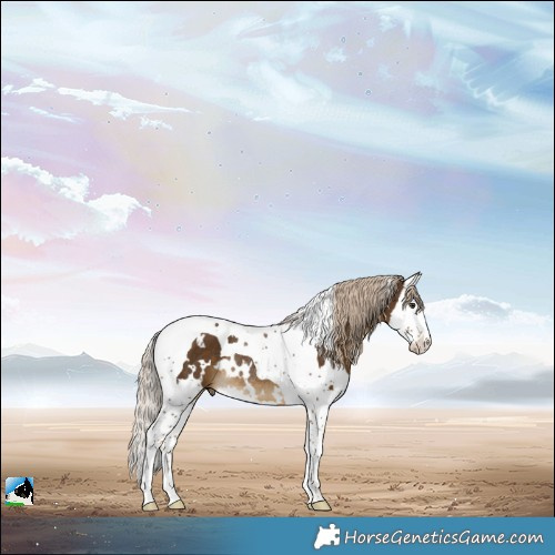 Horse Color:White Spotted Chocolate Palomino Splash Tobiano Rabicano 