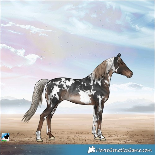 Horse Color:White Spotted Liver Chestnut Rabicano