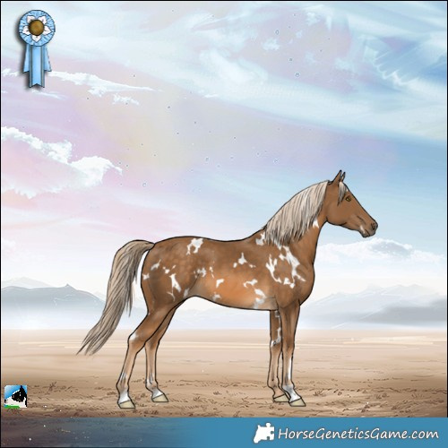 Horse Color:White Spotted Chocolate Palomino