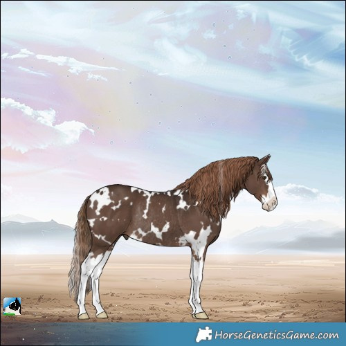 Horse Color:White Spotted Liver Chestnut Splash Rabicano 