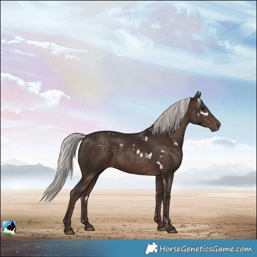 Horse Color:White Spotted Silver Bay