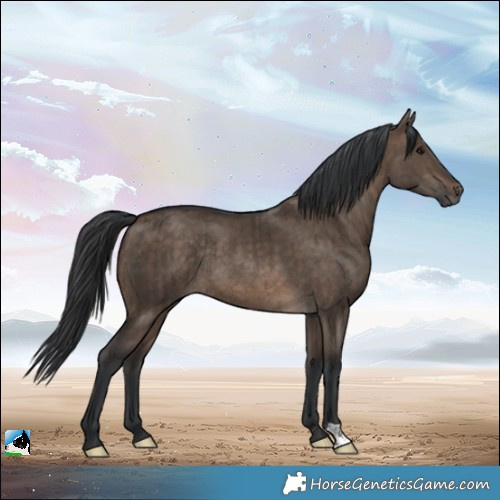 Horse Color:Brown Dun Rabicano Brindle 