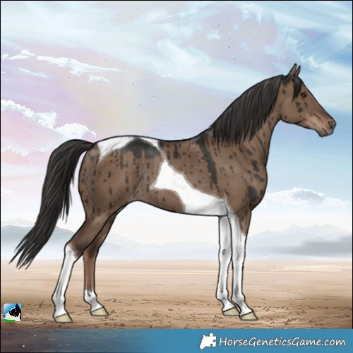 Horse Color:Liver Red Dun Tobiano Rabicano Brindle