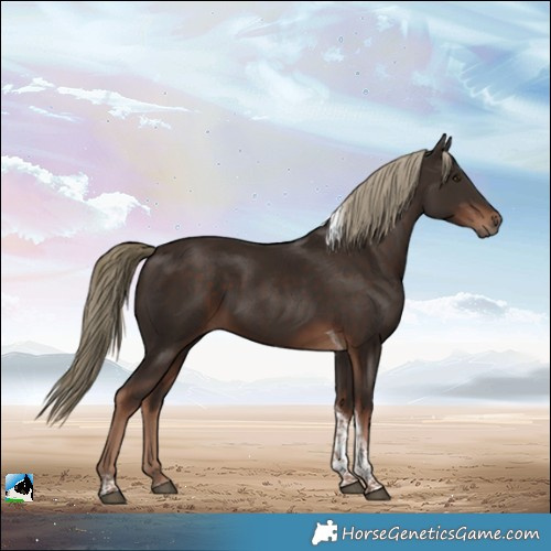 Horse Color:Liver Chestnut Tobiano Rabicano
