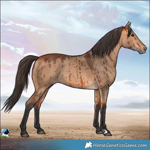 Horse Color:Bay Dun Rabicano Brindle