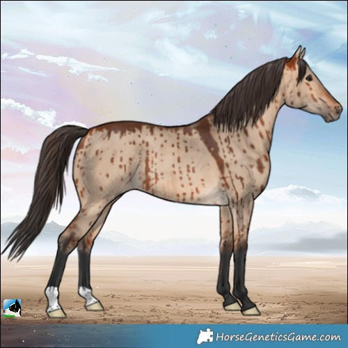 Horse Color:Bay Dun Rabicano Brindle