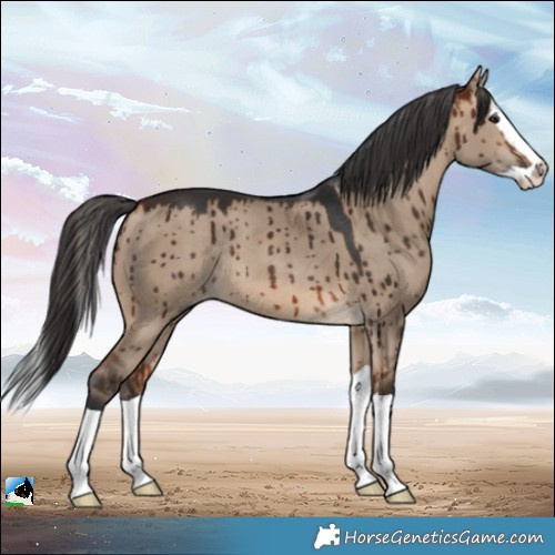 Horse Color:Bay Dun Splash Rabicano Brindle 